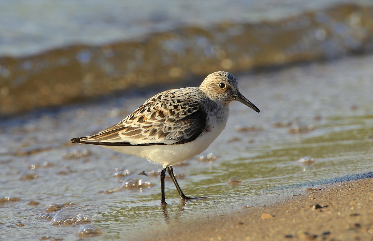 三趾濱鷸 - ML619533366