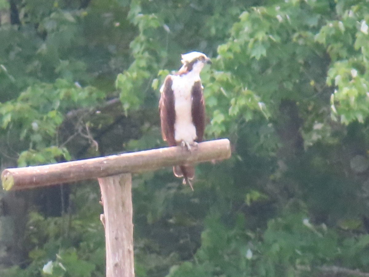 Osprey - Susan Gorsky