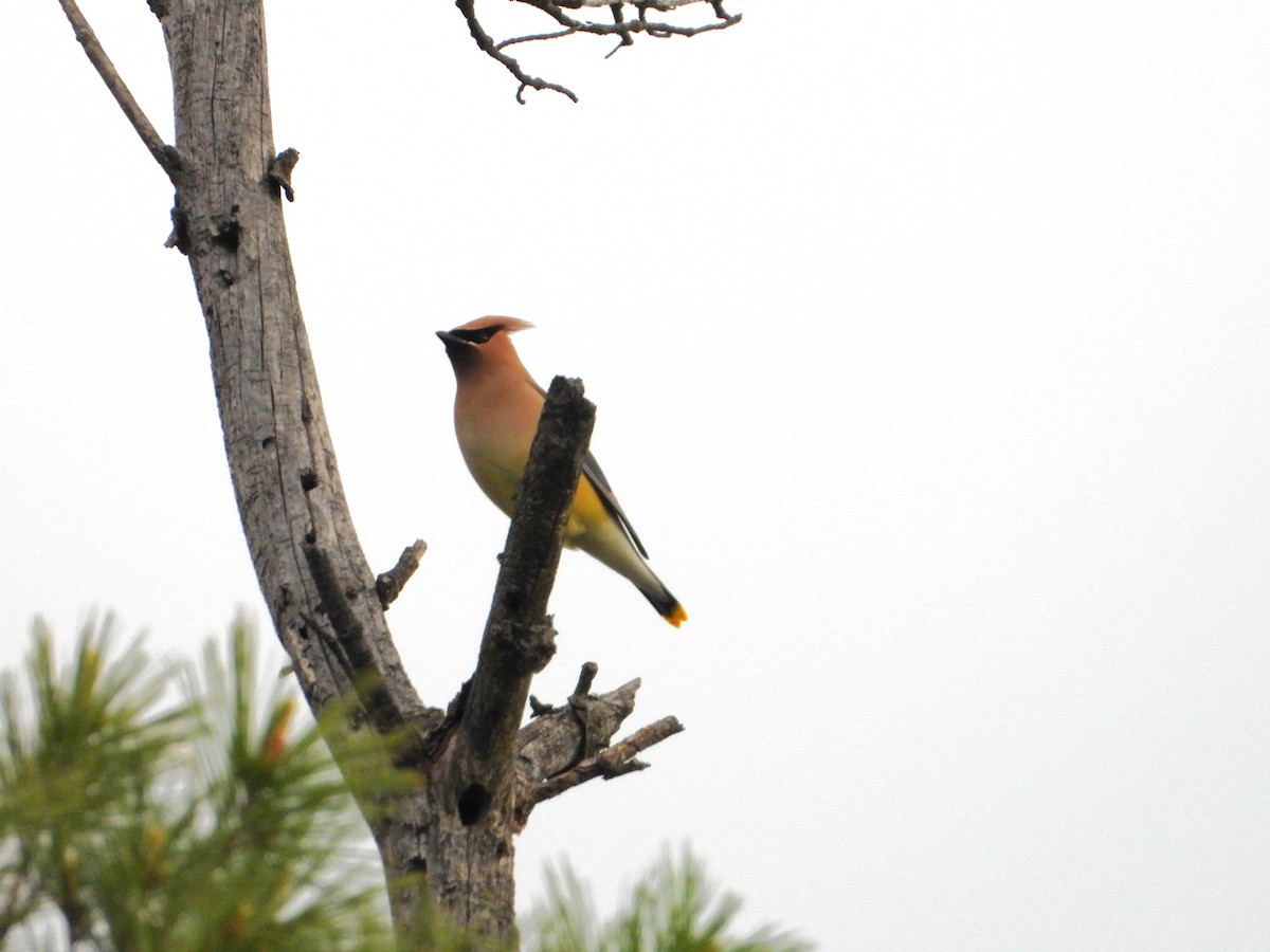 Cedar Waxwing - valerie pelchat