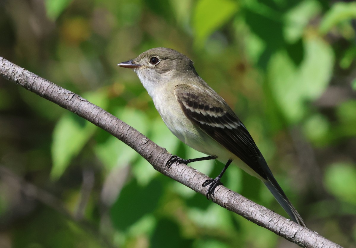 Alder Flycatcher - James Lees