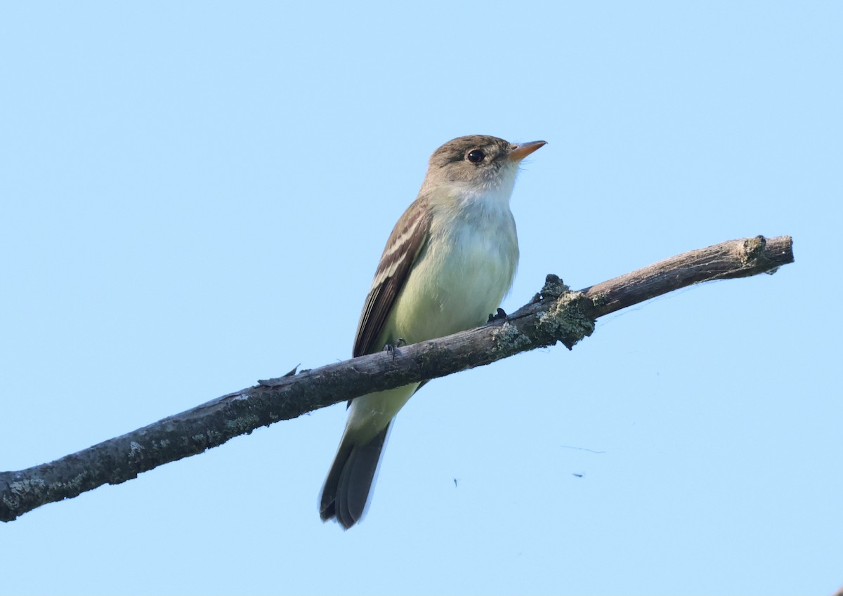 Willow Flycatcher - James Lees