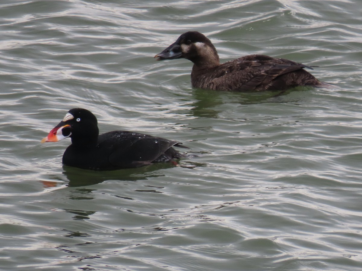 Surf Scoter - Leonard White