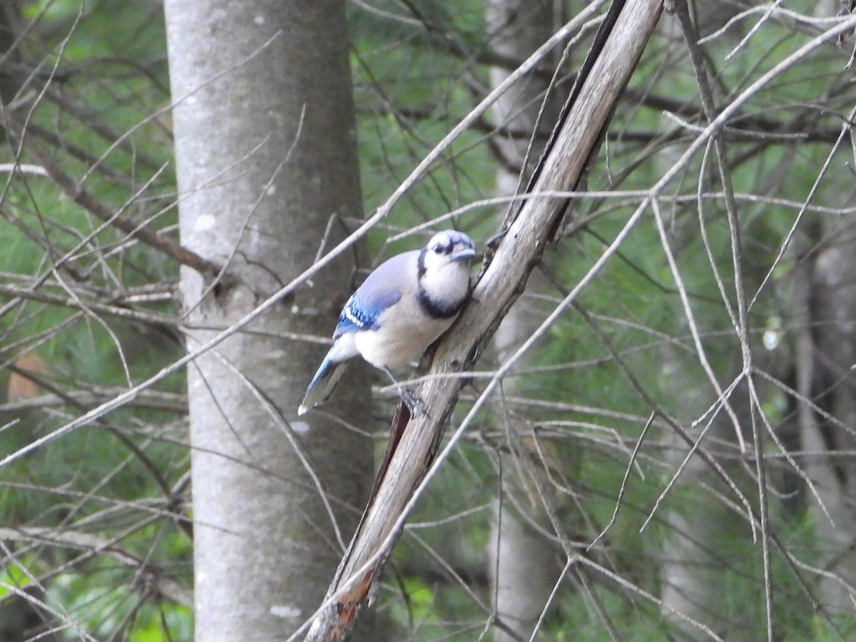 Blue Jay - valerie pelchat