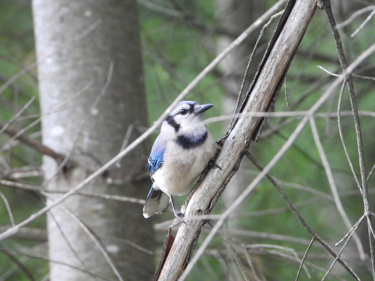 Blue Jay - valerie pelchat