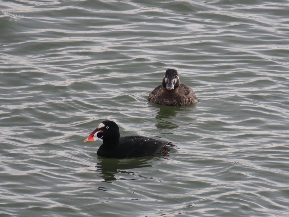 Surf Scoter - Leonard White