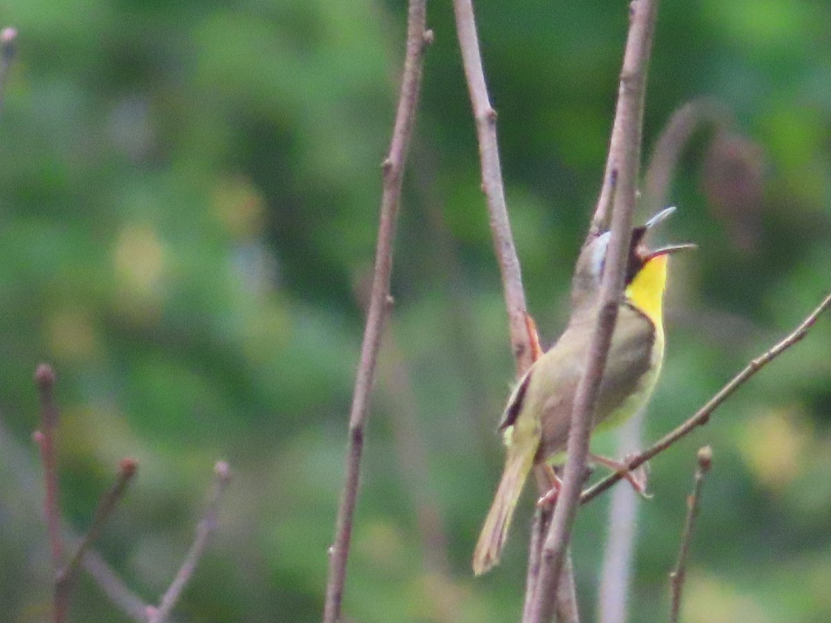 Common Yellowthroat - Susan Gorsky