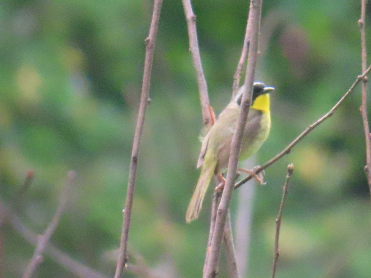 Common Yellowthroat - Susan Gorsky