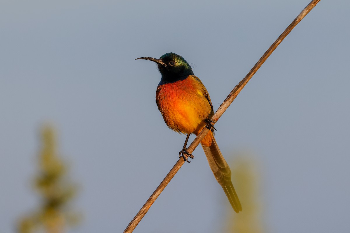 Orange-breasted Sunbird - ML619533405