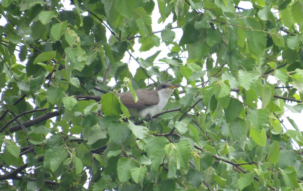 Yellow-billed Cuckoo - carolyn mcallaster