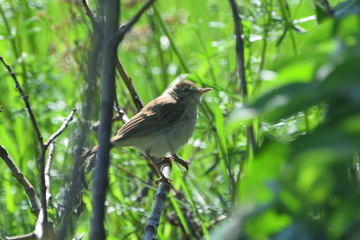 Booted Warbler - Sergei Marinich