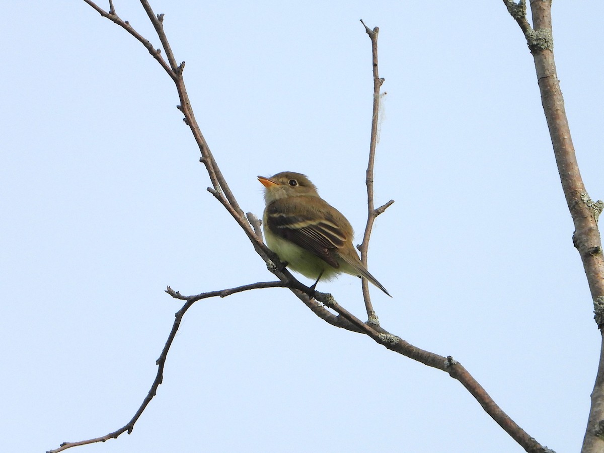 Least Flycatcher - valerie pelchat