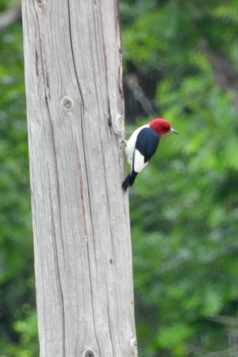 Red-headed Woodpecker - ML619533424