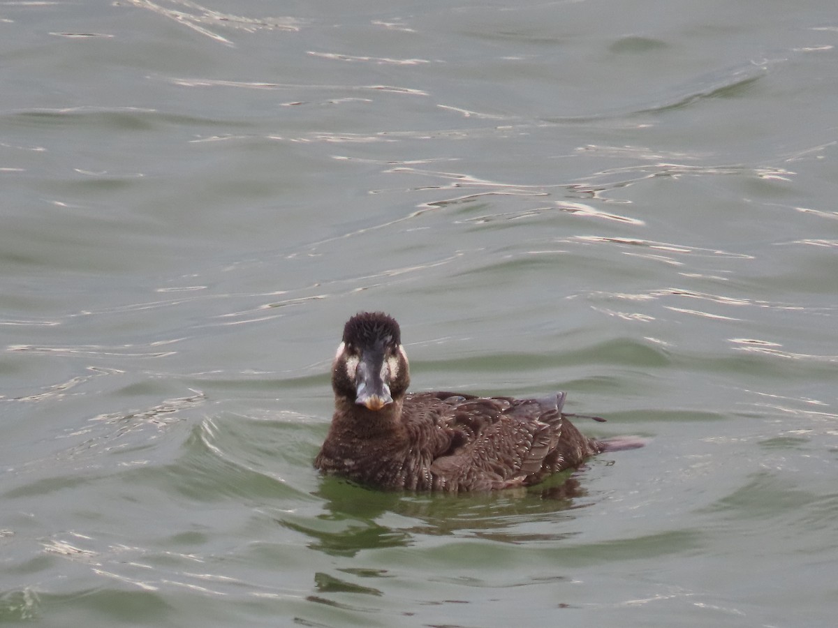 Surf Scoter - Leonard White