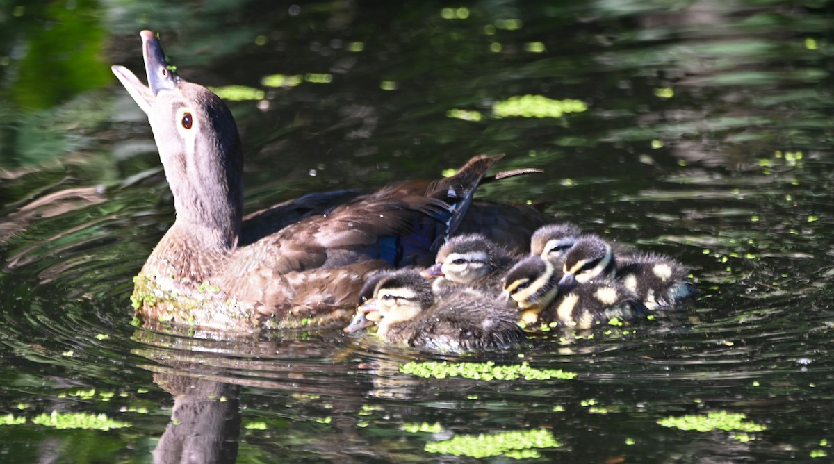 Wood Duck - Paula Gatrell