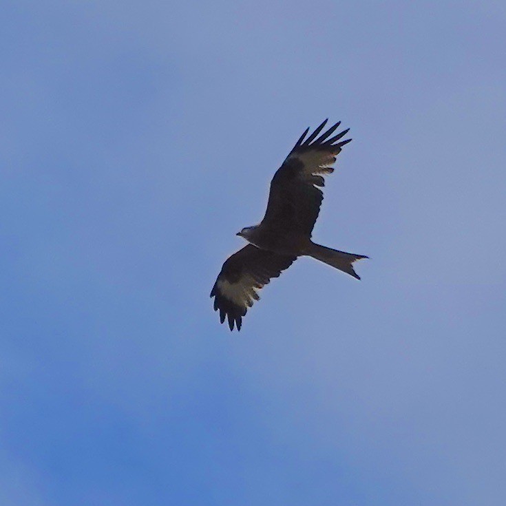 Red Kite - John Beckworth