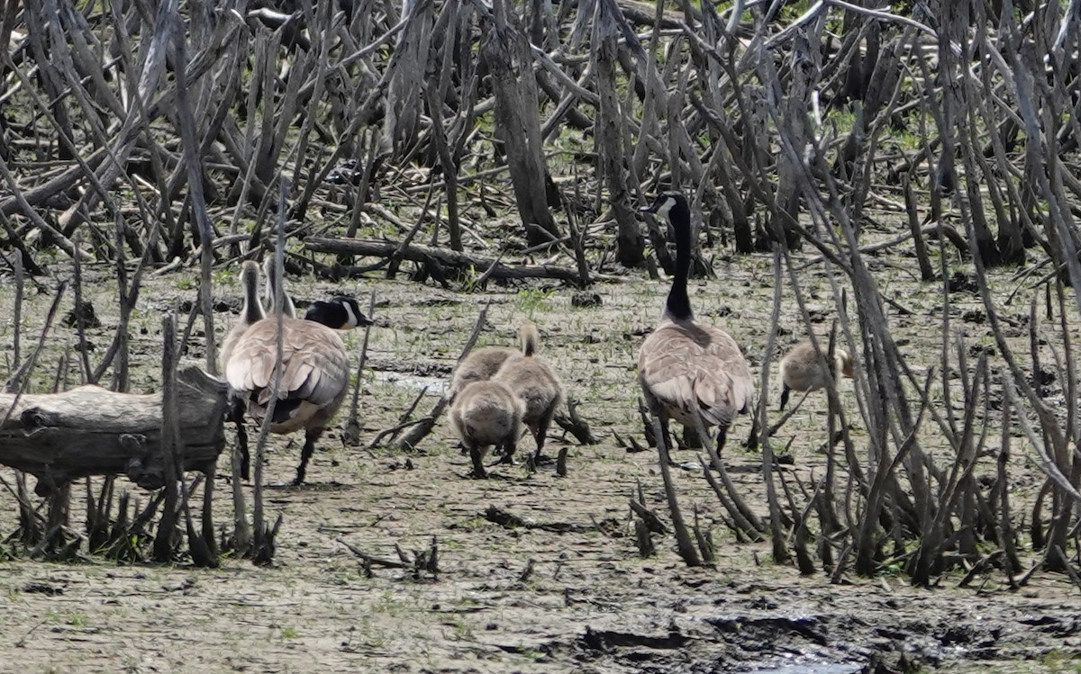 Canada Goose - Michael DeWispelaere