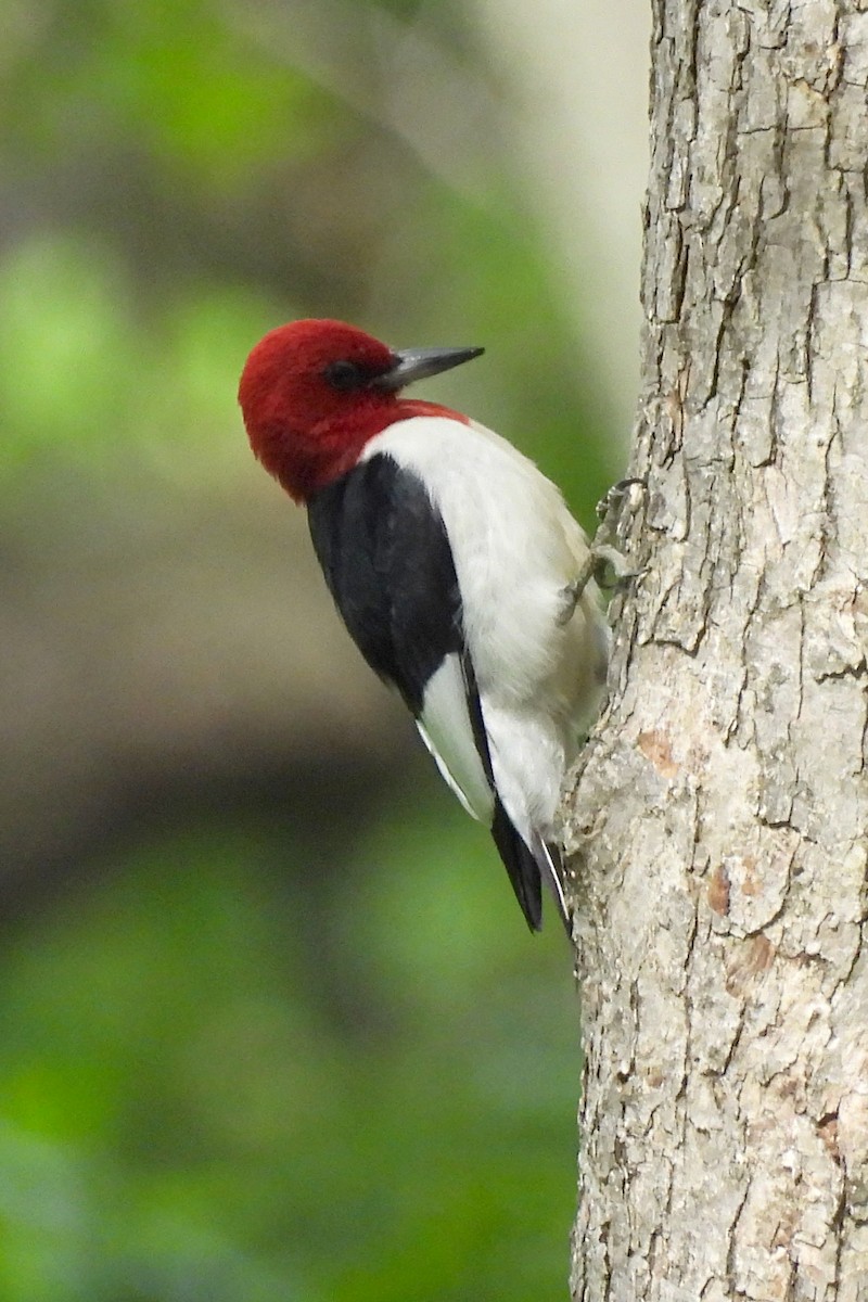 Red-headed Woodpecker - ML619533441