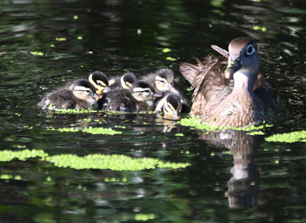 Wood Duck - Paula Gatrell