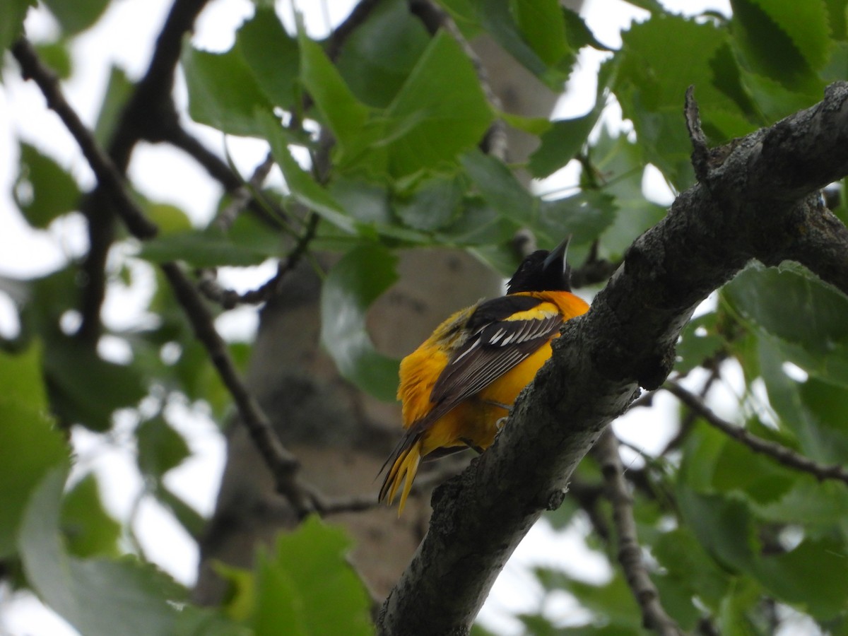 Baltimore Oriole - valerie pelchat