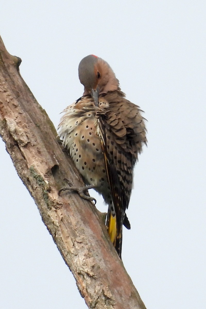 Northern Flicker - ML619533451