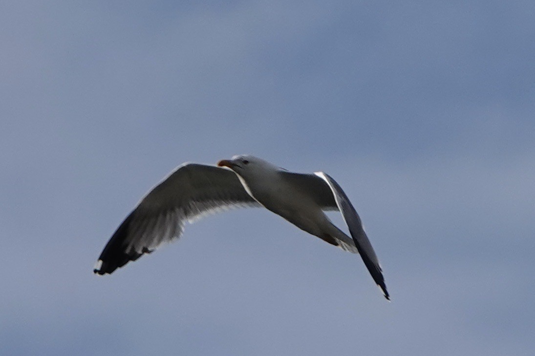 Yellow-legged Gull - John Beckworth