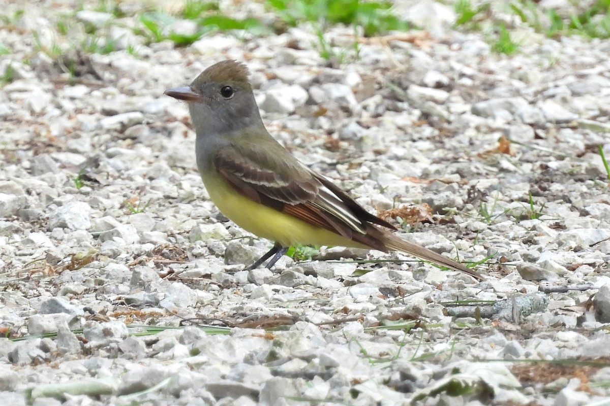 Great Crested Flycatcher - Nancy Buis