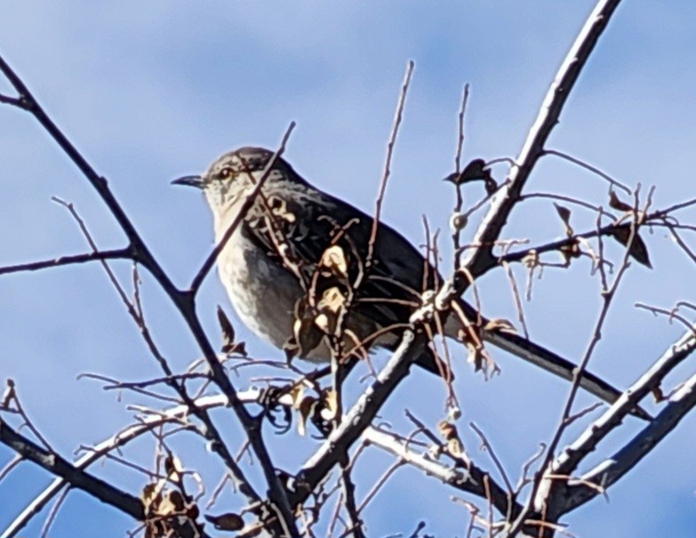 Northern Mockingbird - ML619533460