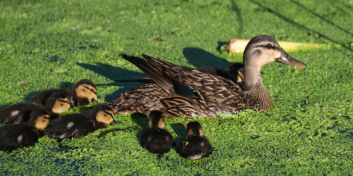 Mottled Duck (Florida) - Paula Gatrell