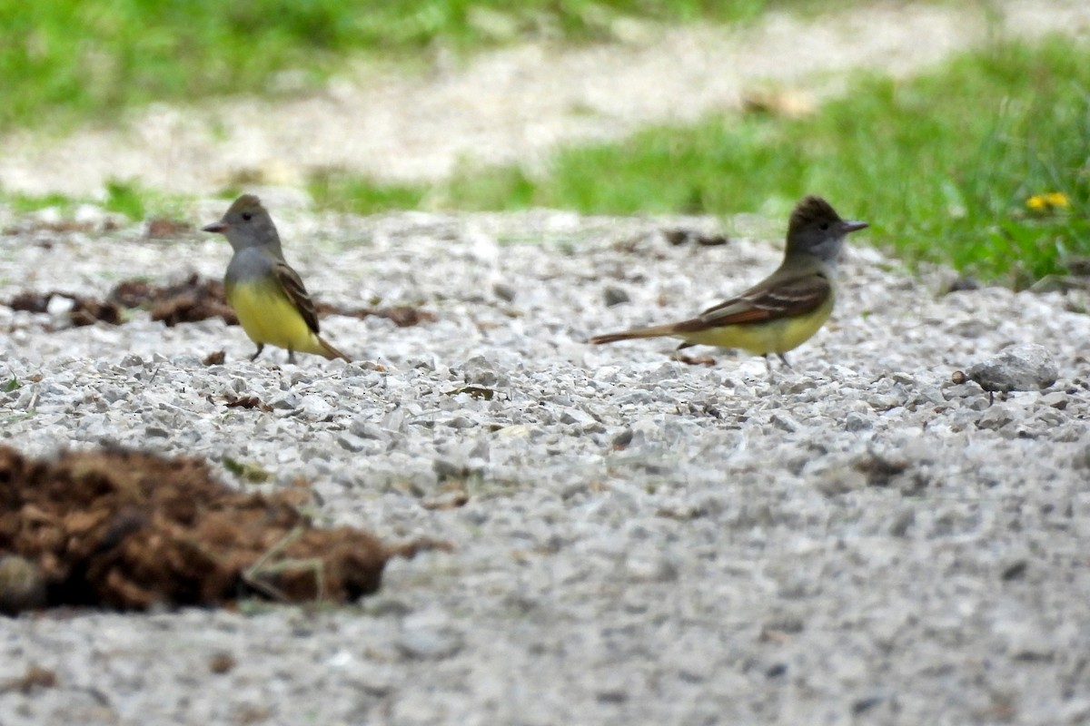 Great Crested Flycatcher - ML619533462