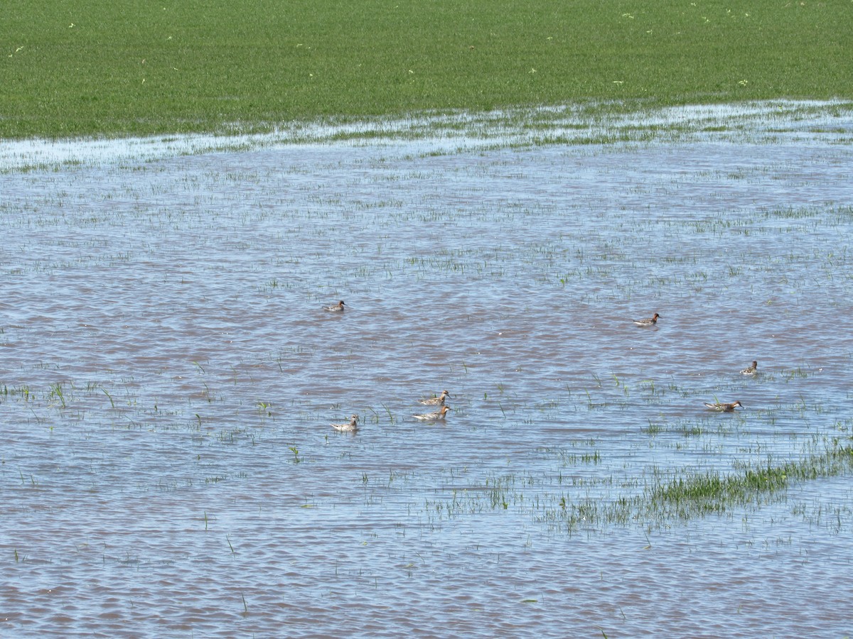 Red-necked Phalarope - Eric Bents