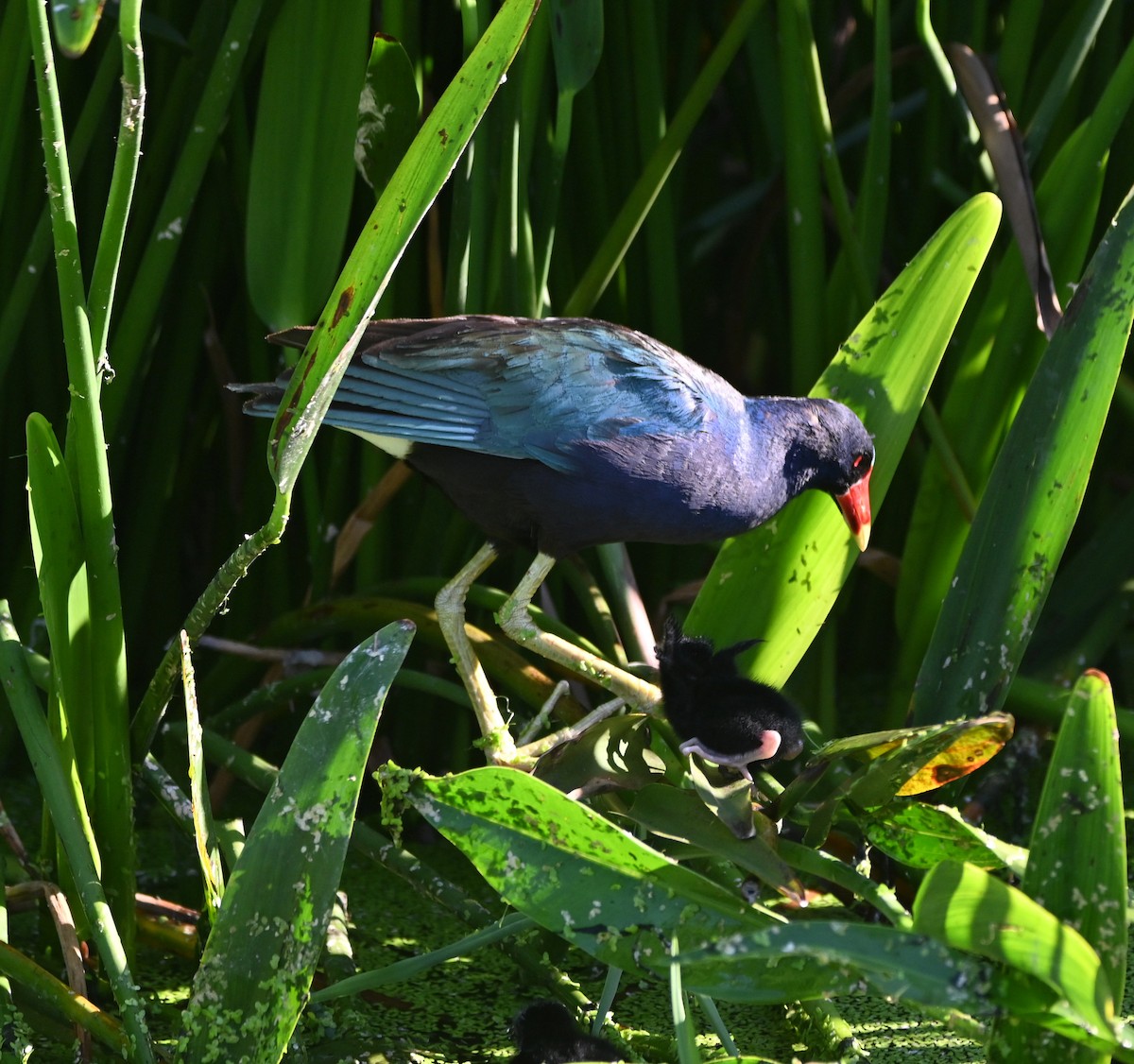 Purple Gallinule - Paula Gatrell