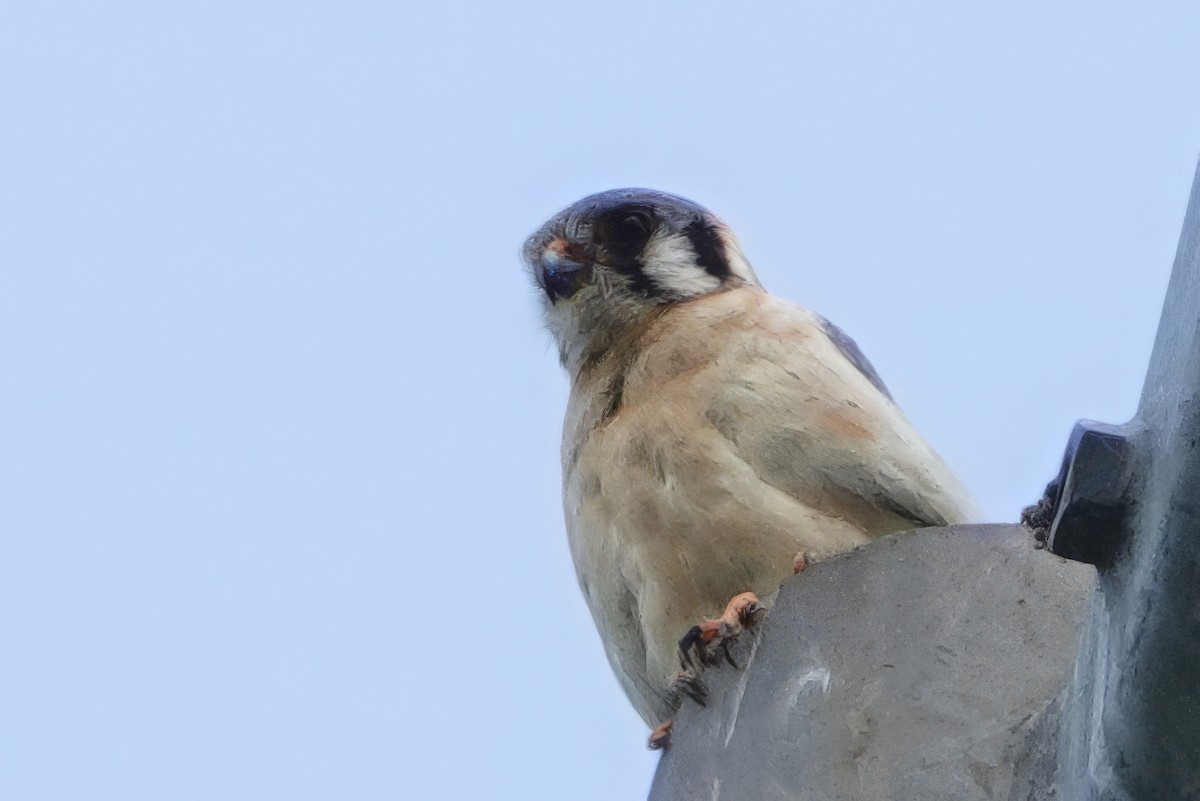 American Kestrel - Leila Lazenby