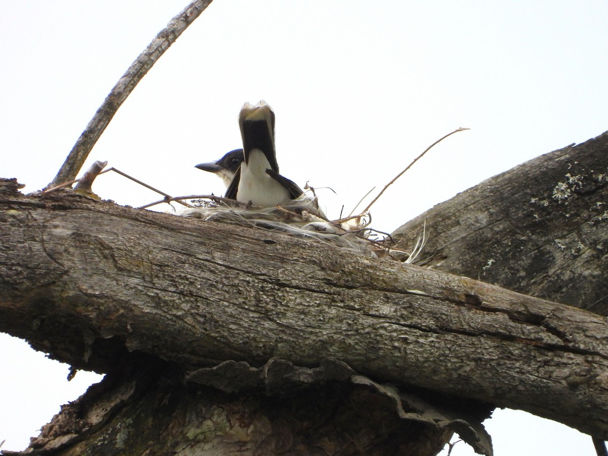 Eastern Kingbird - valerie pelchat