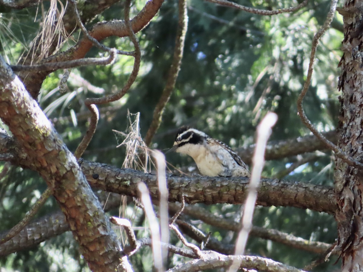 Nuttall's Woodpecker - Sara Griesemer