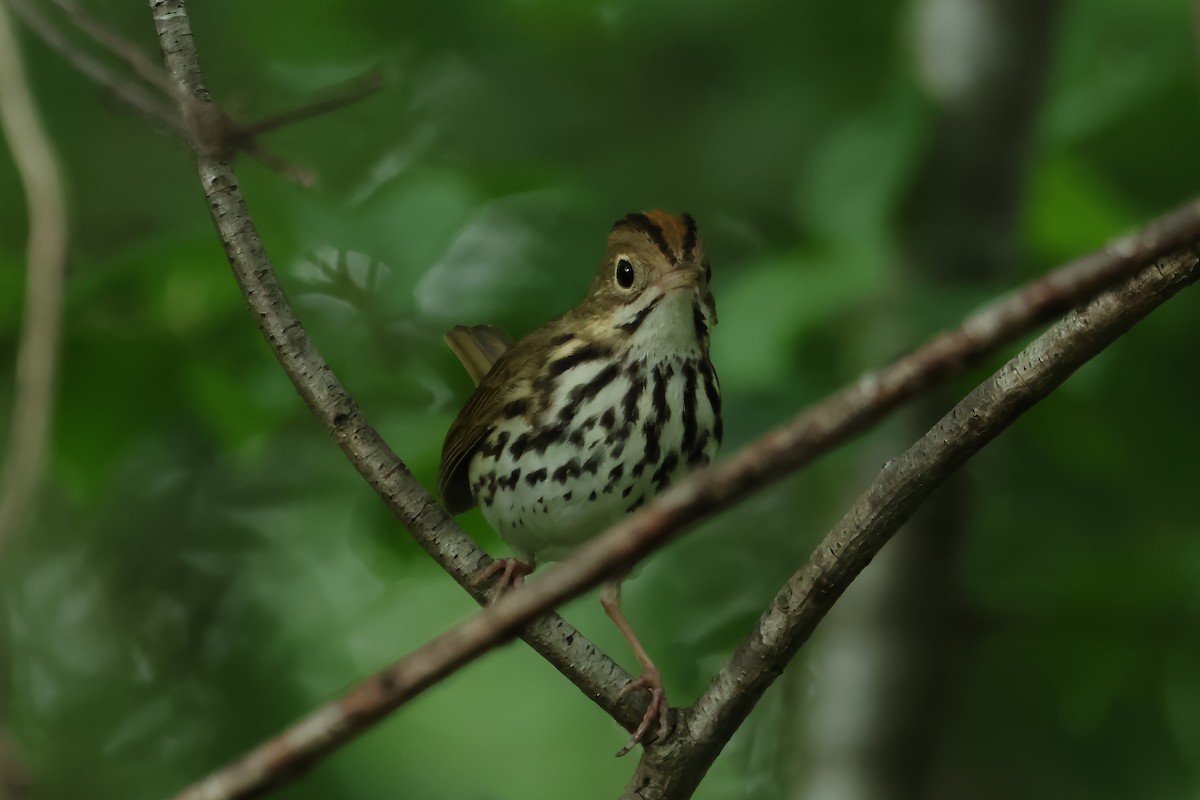 Ovenbird - Russ Ruffing