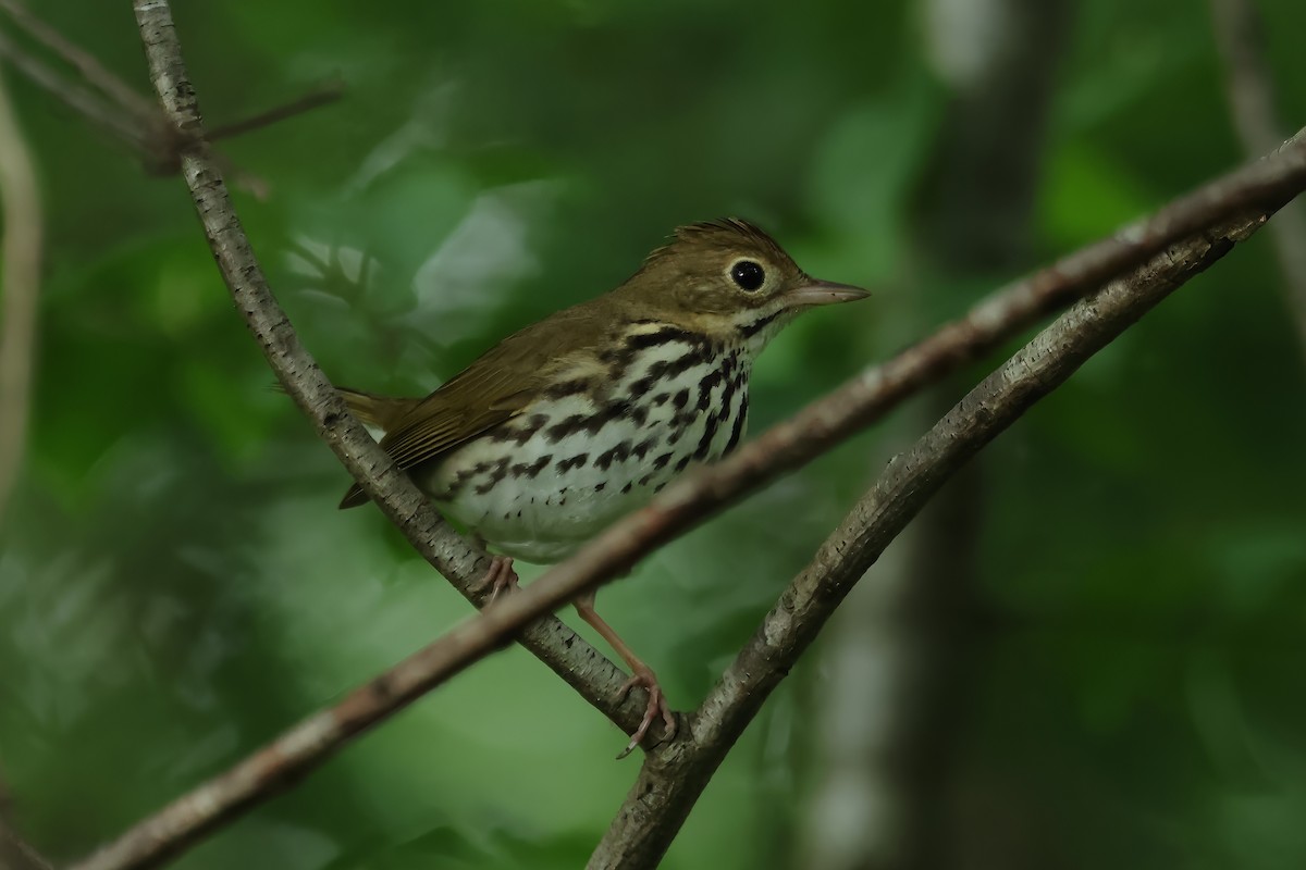 Ovenbird - Russ Ruffing