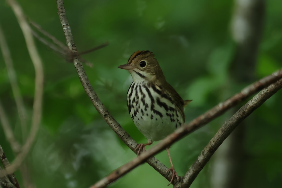 Ovenbird - Russ Ruffing