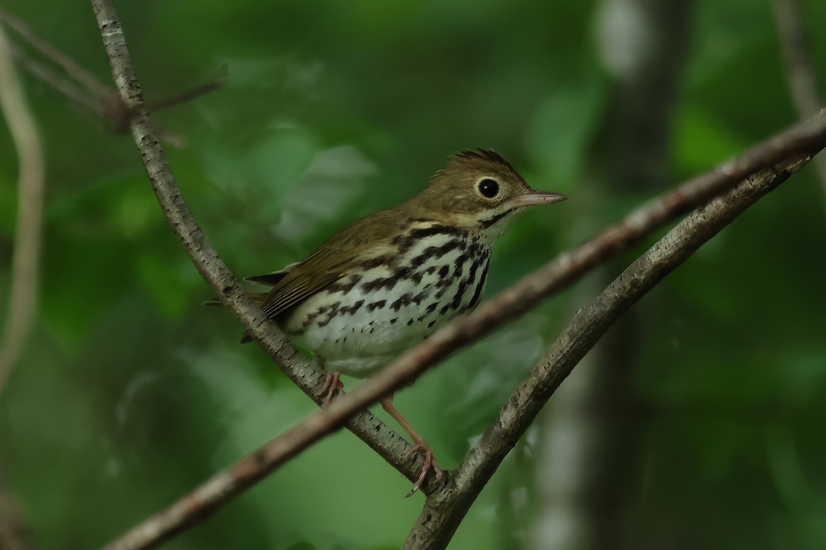 Ovenbird - Russ Ruffing