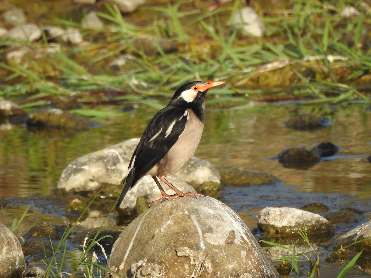 Indian Pied Starling - Selvaganesh K