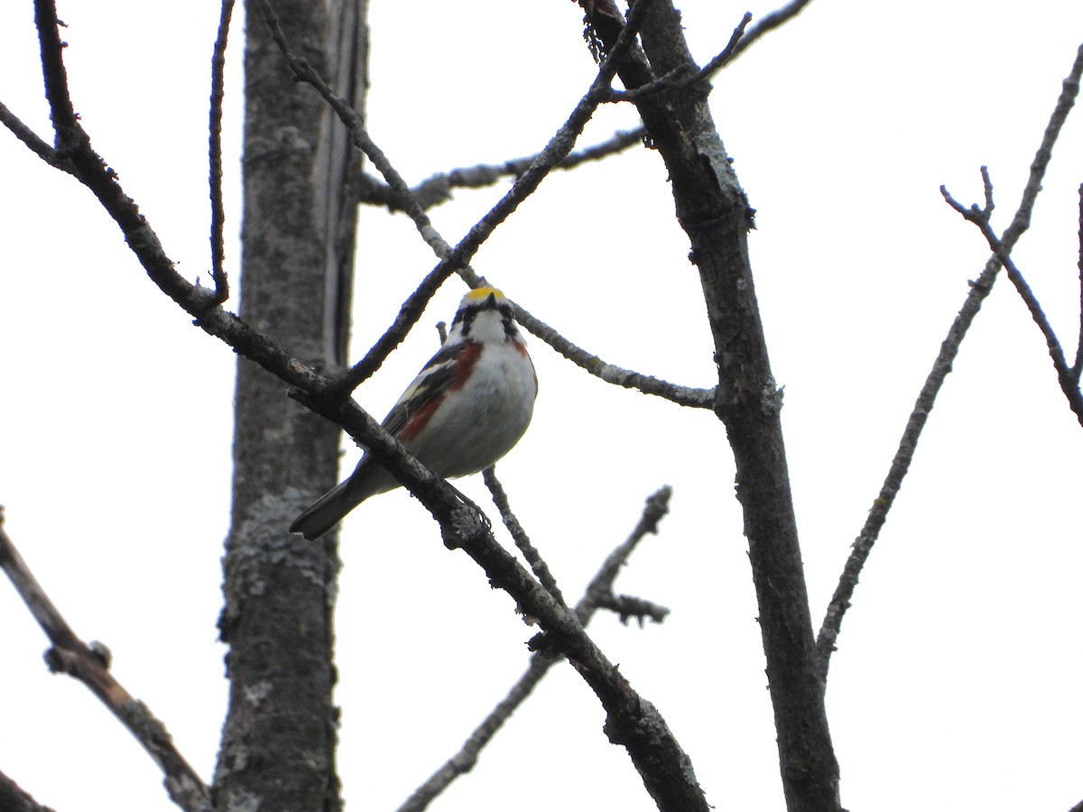 Chestnut-sided Warbler - valerie pelchat