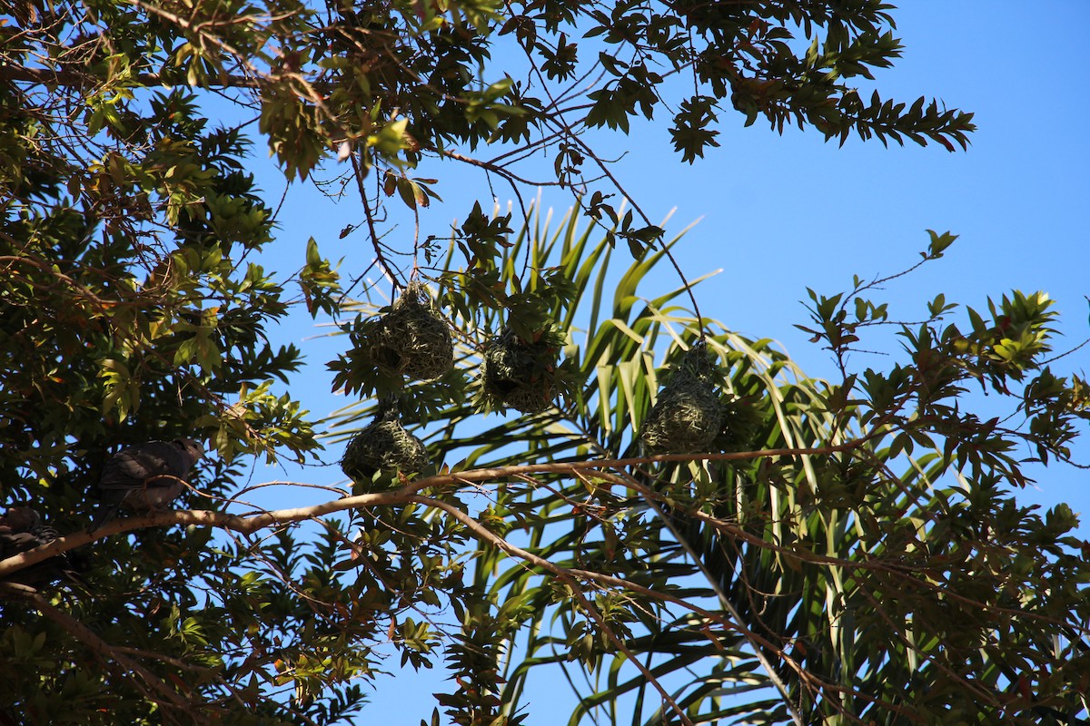 Southern Masked-Weaver - Martijn Bolkenbaas