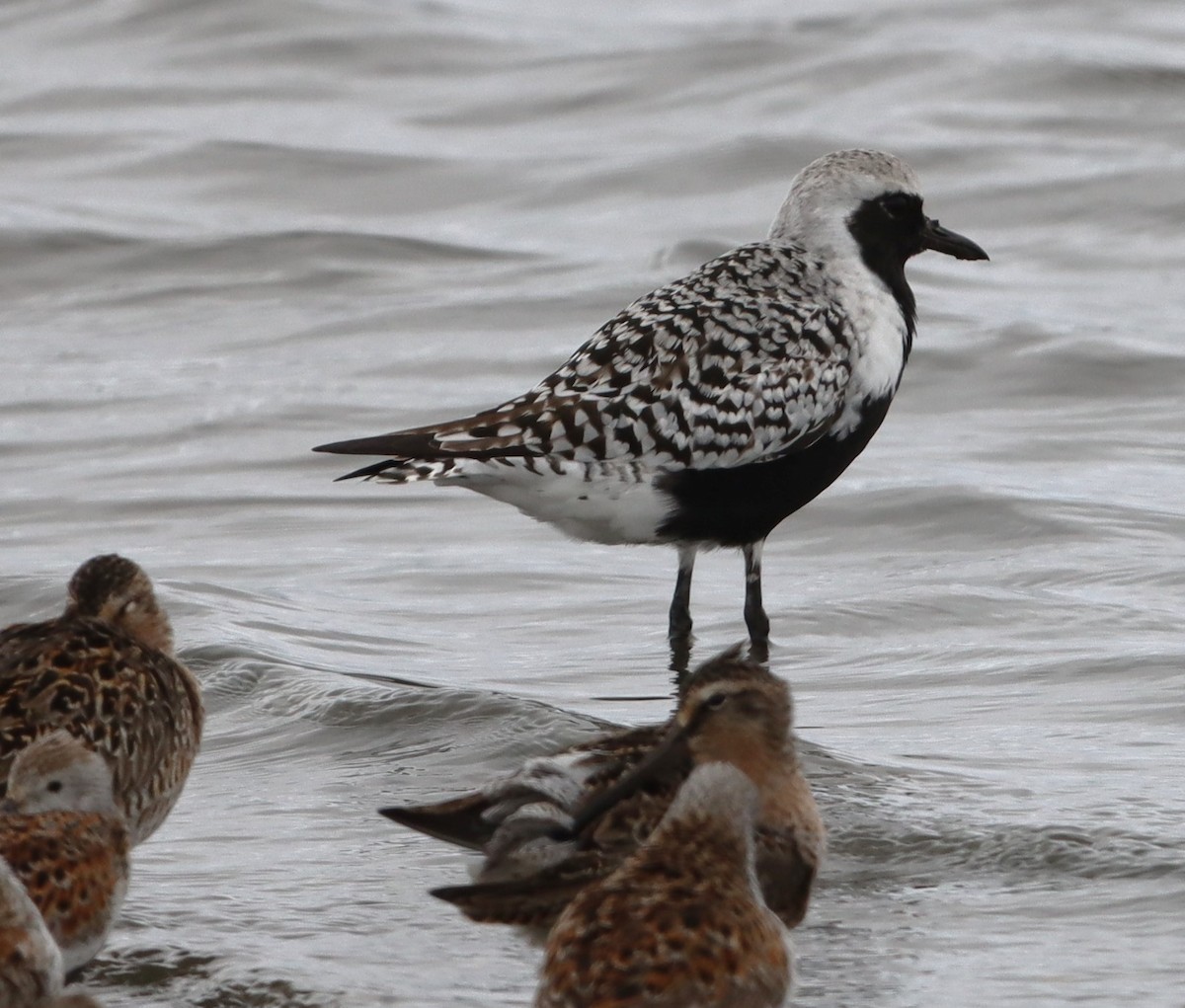 Black-bellied Plover - ML619533512