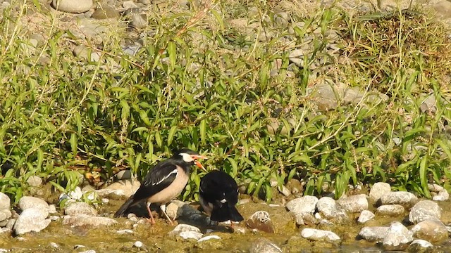 Indian Pied Starling - ML619533516