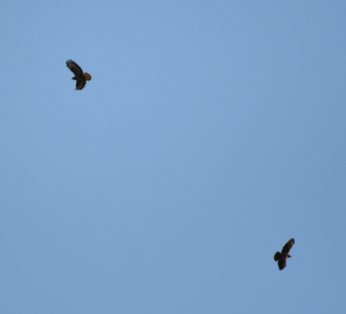 Common Buzzard - Sunanda Vinayachandran