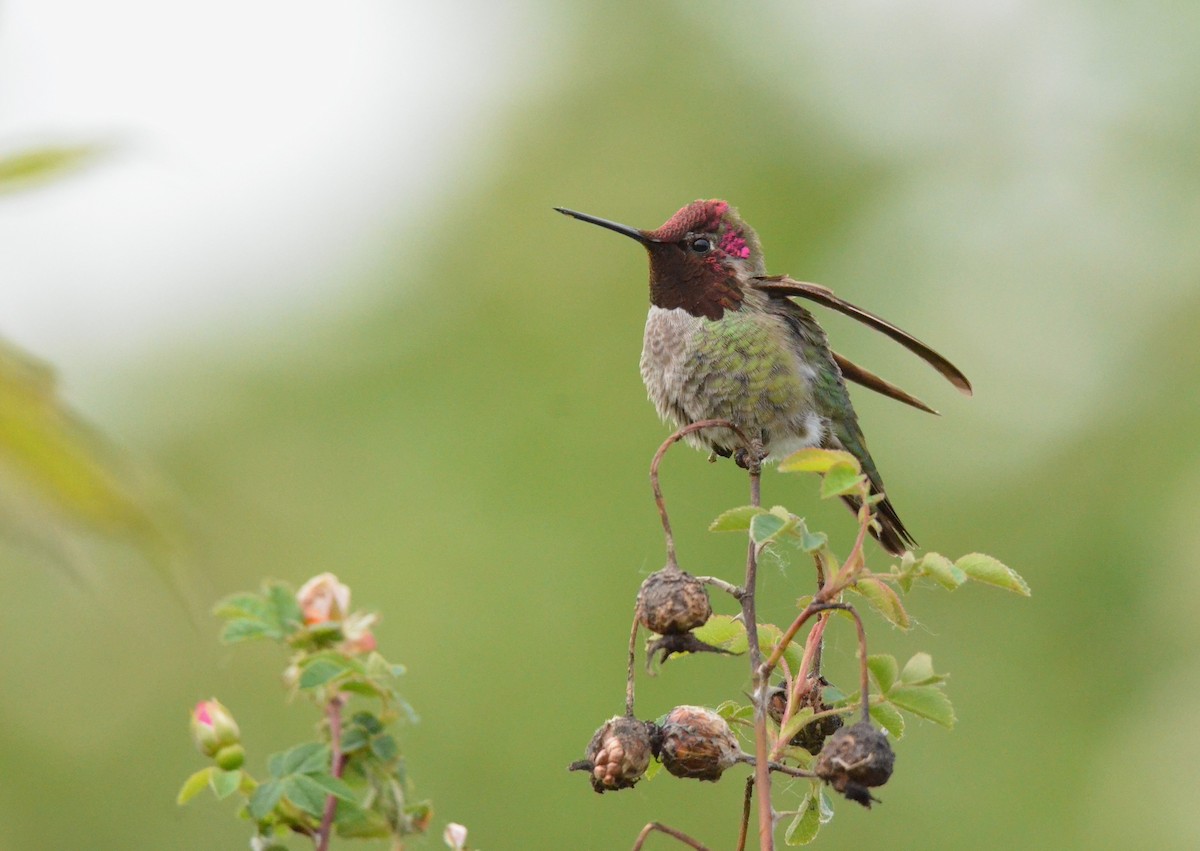 Anna's Hummingbird - ML619533529