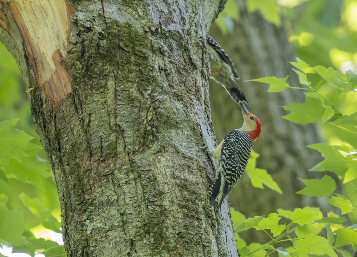 Red-bellied Woodpecker - Liz Pettit