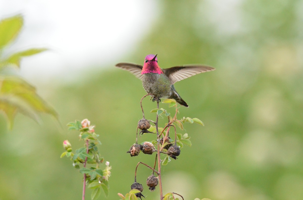 Anna's Hummingbird - Matthew Dickerson