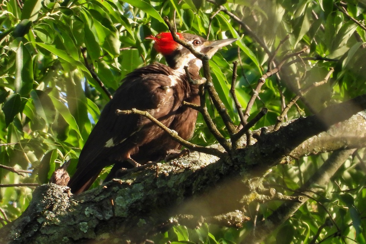 Pileated Woodpecker - Anne Ensign