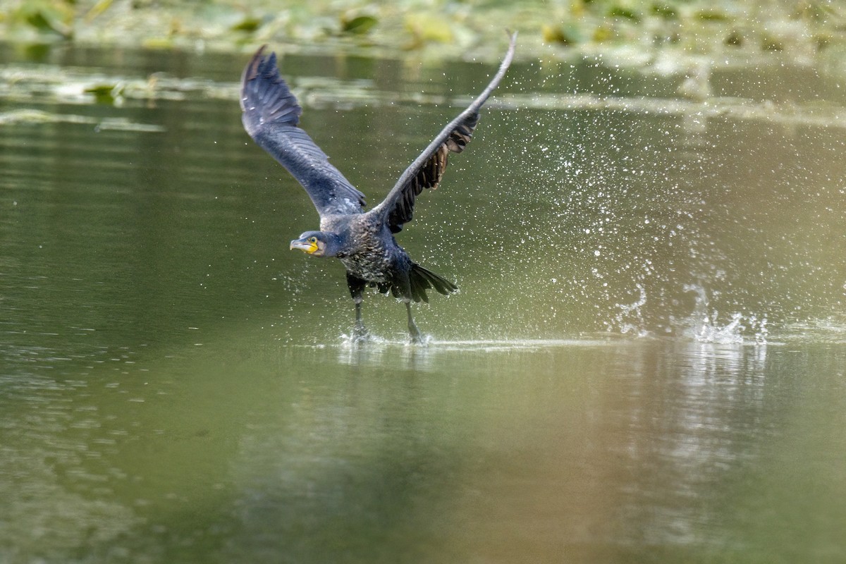 Great Cormorant - Valery Treitsiak