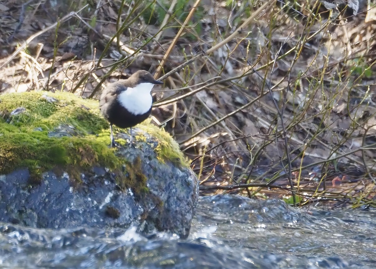 White-throated Dipper - Susan Blackford